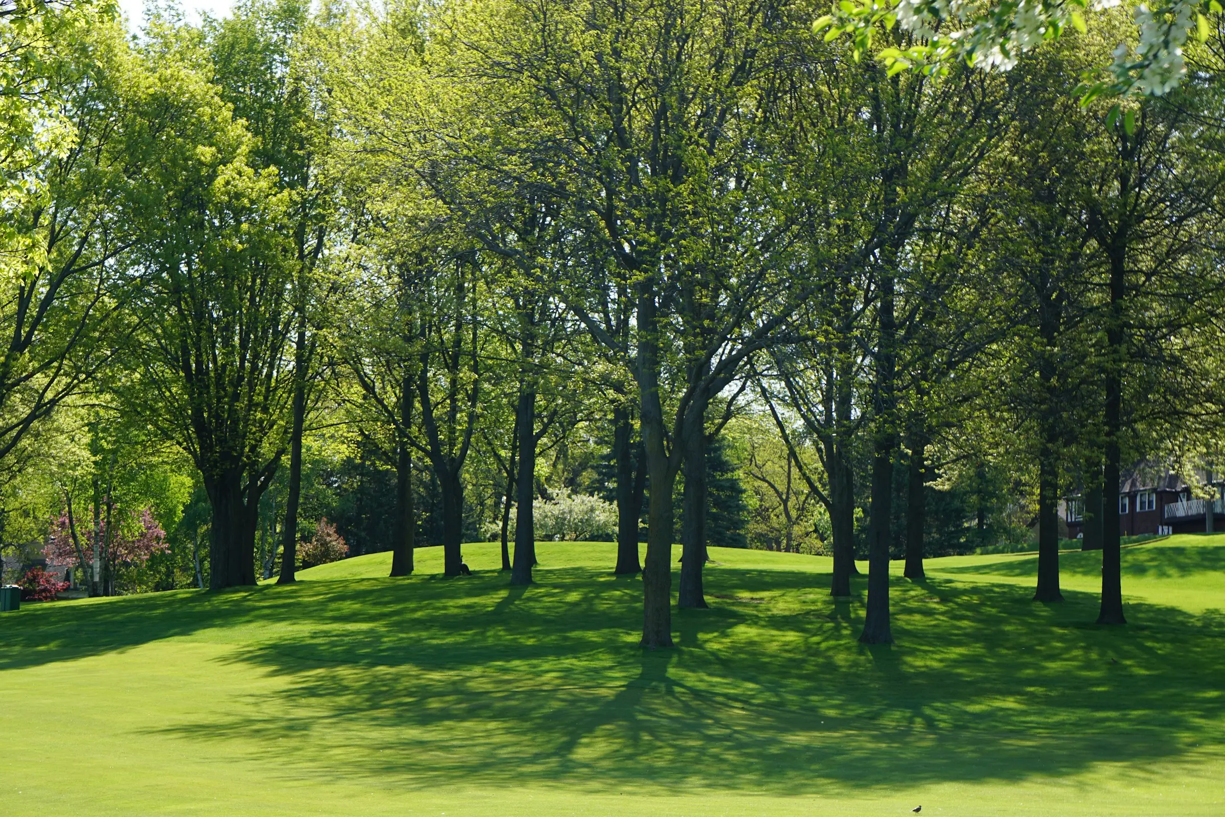 Lush green park in an urban setting